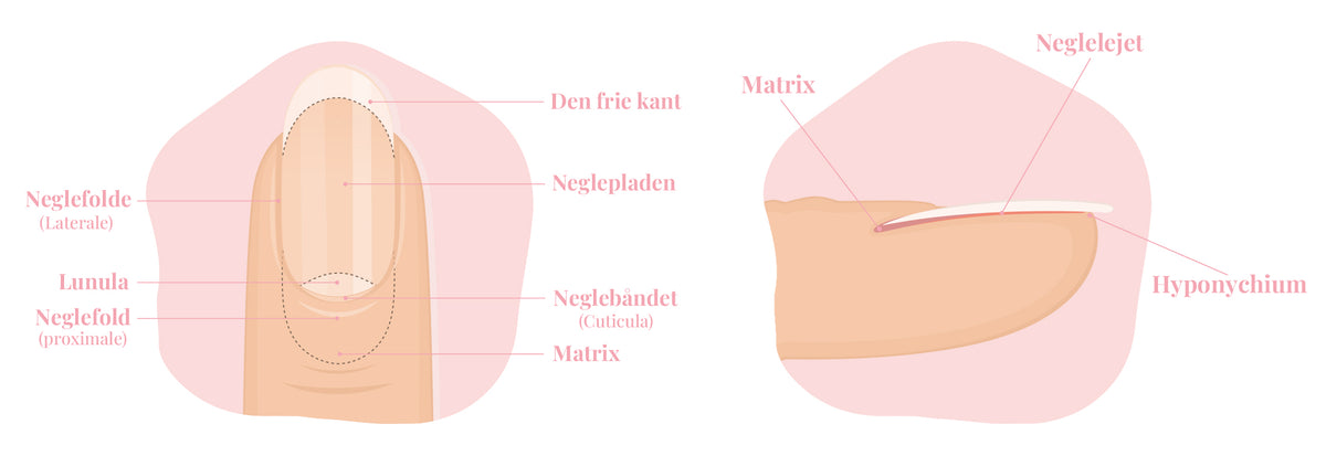FIG. 1 — TVÆRSNIT